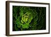 Cabbage I-Peter Morneau-Framed Art Print