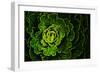 Cabbage I-Peter Morneau-Framed Art Print