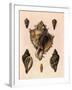 Cabbage Murex Shell, 1839-G.b. Sowerby-Framed Giclee Print