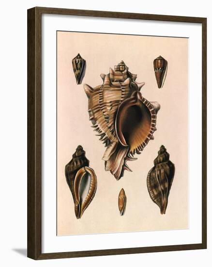 Cabbage Murex Shell, 1839-G.b. Sowerby-Framed Giclee Print