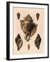 Cabbage Murex Shell, 1839-G.b. Sowerby-Framed Giclee Print