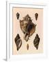 Cabbage Murex Shell, 1839-G.b. Sowerby-Framed Giclee Print