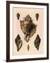 Cabbage Murex Shell, 1839-G.b. Sowerby-Framed Giclee Print