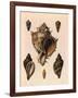 Cabbage Murex Shell, 1839-G.b. Sowerby-Framed Giclee Print