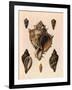 Cabbage Murex Shell, 1839-G.b. Sowerby-Framed Giclee Print