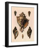 Cabbage Murex Shell, 1839-G.b. Sowerby-Framed Giclee Print