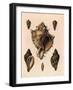 Cabbage Murex Shell, 1839-G.b. Sowerby-Framed Giclee Print