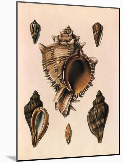 Cabbage Murex Shell, 1839-G.b. Sowerby-Mounted Giclee Print