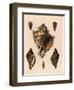 Cabbage Murex Shell, 1839-G.b. Sowerby-Framed Giclee Print