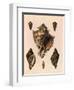 Cabbage Murex Shell, 1839-G.b. Sowerby-Framed Giclee Print