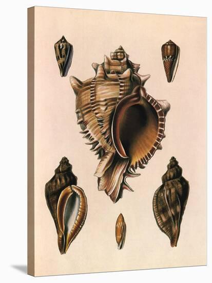 Cabbage Murex Shell, 1839-G.b. Sowerby-Stretched Canvas