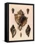 Cabbage Murex Shell, 1839-G.b. Sowerby-Framed Stretched Canvas