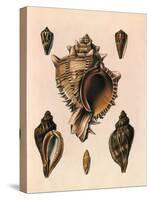 Cabbage Murex Shell, 1839-G.b. Sowerby-Stretched Canvas