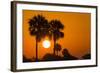 Cabbage Palms at Sunrise, Florida Bay, Everglades NP, Florida, Usa-Maresa Pryor-Framed Photographic Print