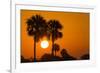 Cabbage Palms at Sunrise, Florida Bay, Everglades NP, Florida, Usa-Maresa Pryor-Framed Photographic Print