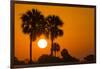 Cabbage Palms at Sunrise, Florida Bay, Everglades NP, Florida, Usa-Maresa Pryor-Framed Photographic Print