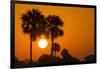 Cabbage Palms at Sunrise, Florida Bay, Everglades NP, Florida, Usa-Maresa Pryor-Framed Photographic Print