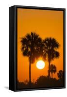 Cabbage Palms at Sunrise, Florida Bay, Everglades NP, Florida, Usa-Maresa Pryor-Framed Stretched Canvas