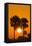 Cabbage Palms at Sunrise, Florida Bay, Everglades NP, Florida, Usa-Maresa Pryor-Framed Stretched Canvas