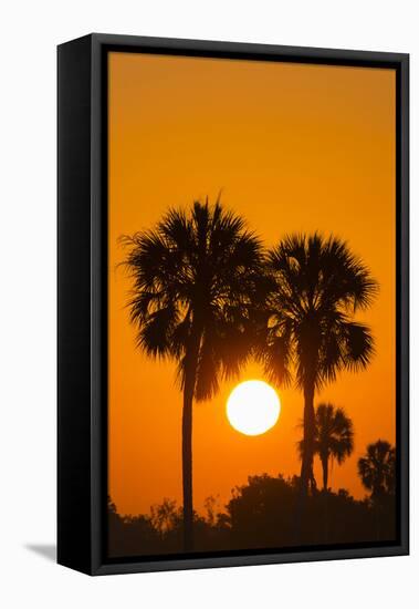 Cabbage Palms at Sunrise, Florida Bay, Everglades NP, Florida, Usa-Maresa Pryor-Framed Stretched Canvas