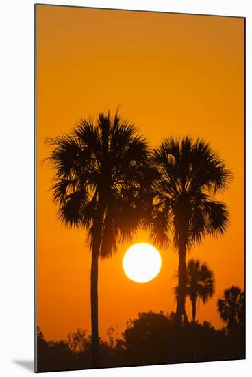 Cabbage Palms at Sunrise, Florida Bay, Everglades NP, Florida, Usa-Maresa Pryor-Mounted Photographic Print