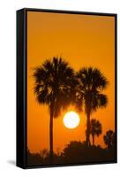 Cabbage Palms at Sunrise, Florida Bay, Everglades NP, Florida, Usa-Maresa Pryor-Framed Stretched Canvas