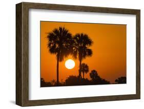 Cabbage Palms at Sunrise, Florida Bay, Everglades NP, Florida, Usa-Maresa Pryor-Framed Photographic Print