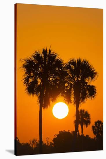 Cabbage Palms at Sunrise, Florida Bay, Everglades NP, Florida, Usa-Maresa Pryor-Stretched Canvas