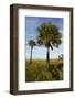 Cabbage Palms, Kissimmee Prairie State Preserve, Florida, USA-Maresa Pryor-Framed Photographic Print