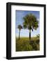 Cabbage Palms, Kissimmee Prairie State Preserve, Florida, USA-Maresa Pryor-Framed Photographic Print