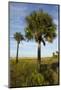 Cabbage Palms, Kissimmee Prairie State Preserve, Florida, USA-Maresa Pryor-Mounted Photographic Print