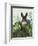 Cabbage Patch Rabbit 4-null-Framed Art Print