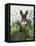 Cabbage Patch Rabbit 4-null-Framed Stretched Canvas