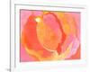 Cabbage Rose I-Carolyn Roth-Framed Art Print