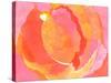 Cabbage Rose I-Carolyn Roth-Stretched Canvas