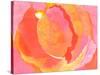 Cabbage Rose I-Carolyn Roth-Stretched Canvas