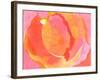 Cabbage Rose I-Carolyn Roth-Framed Art Print