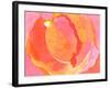 Cabbage Rose I-Carolyn Roth-Framed Art Print