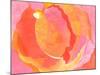 Cabbage Rose I-Carolyn Roth-Mounted Art Print
