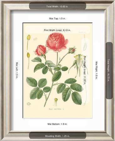 Cabbage Rose (Rosa Centifolia) - Köhler's Medicinal Plants' Print - Hermann  Adolf Köhler | AllPosters.com