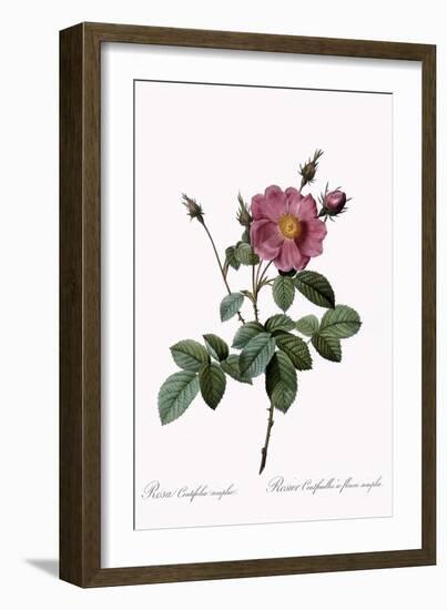 Cabbage Rose-Pierre Joseph Redoute-Framed Giclee Print