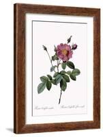 Cabbage Rose-Pierre Joseph Redoute-Framed Giclee Print