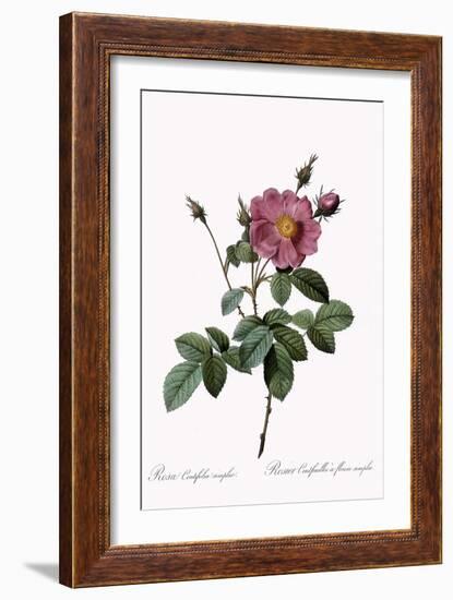 Cabbage Rose-Pierre Joseph Redoute-Framed Giclee Print