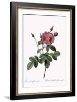 Cabbage Rose-Pierre Joseph Redoute-Framed Giclee Print