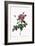 Cabbage Rose-Pierre Joseph Redoute-Framed Giclee Print