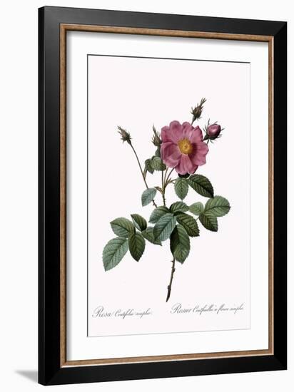 Cabbage Rose-Pierre Joseph Redoute-Framed Giclee Print