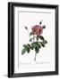 Cabbage Rose-Pierre Joseph Redoute-Framed Giclee Print