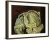 Cabbage Still Life, 2000-Vincent Yorke-Framed Premium Giclee Print