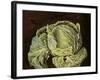 Cabbage Still Life, 2000-Vincent Yorke-Framed Premium Giclee Print