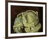 Cabbage Still Life, 2000-Vincent Yorke-Framed Giclee Print